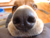 Bilko