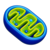 mitocondria