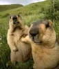 jmarmota