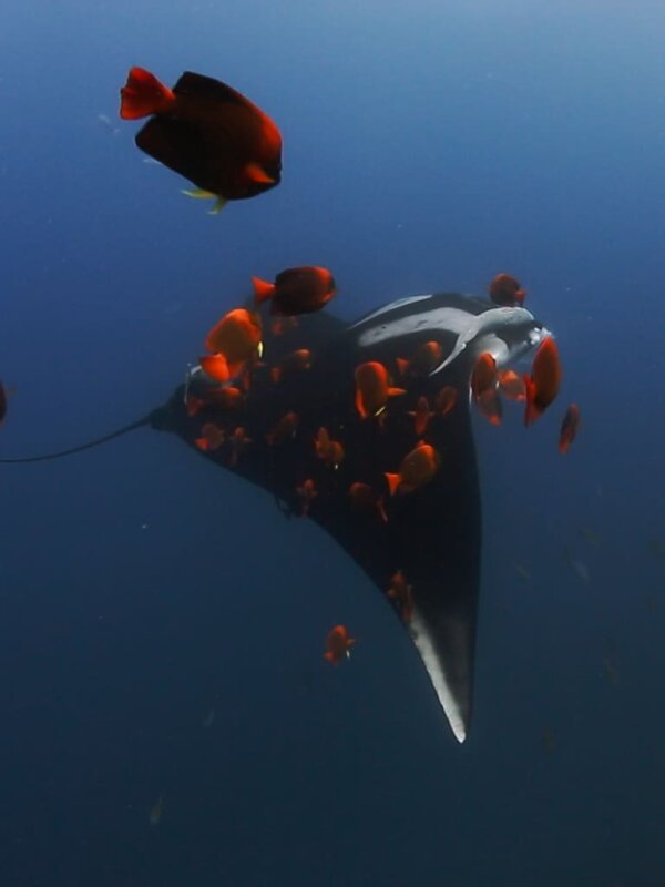 Mantarrayas: criaturas de otro planeta BDrip XviD Castellano
