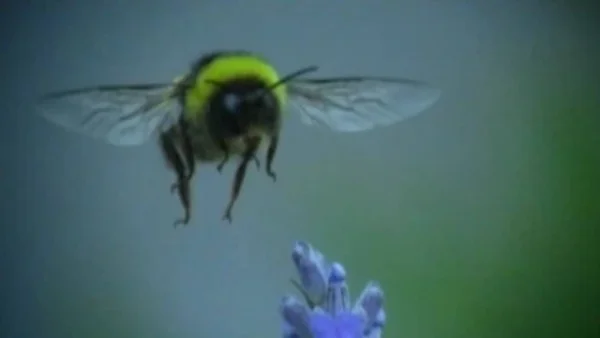 Las abejas BDrip MP4 Castellano
